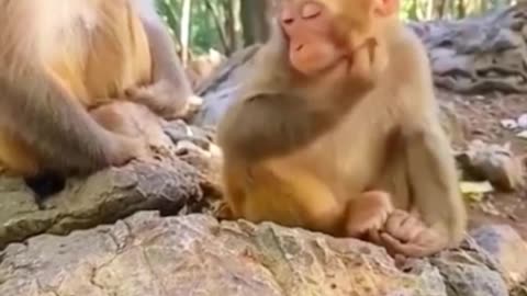 Funny monkey sleeping