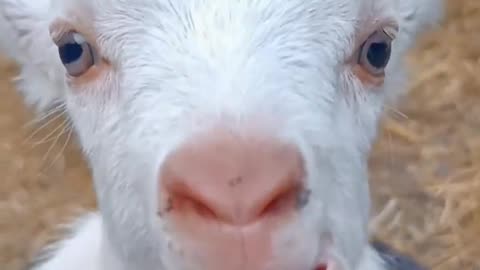 goat's kid sound #short#animal#viral