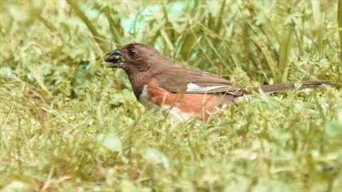 Pássaros - Birds