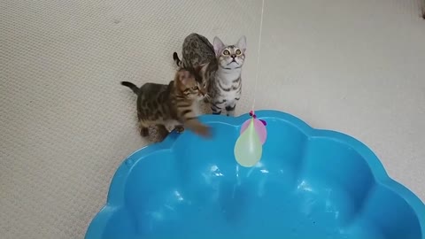 Bengal Kittens Pop Water Balloons StayHome