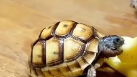 Cute Small Turtle | Little Friend Having Meal | Funny Kingdom