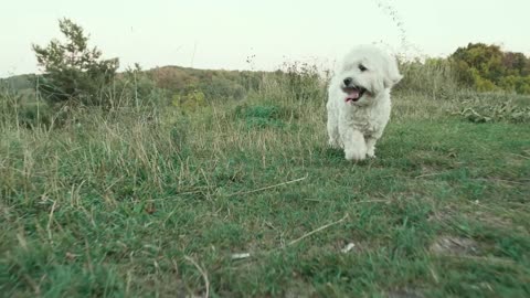 White small dog running by the Dense Forest, Happy Pet in the Park. Looking funny