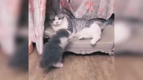 cat funny compilation