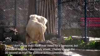 Liz Cheney in new political ad says she would vote Democrat if she lived in Arizona