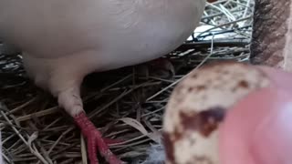 Flock it Farm: Will our pigeons hatch a quail egg?