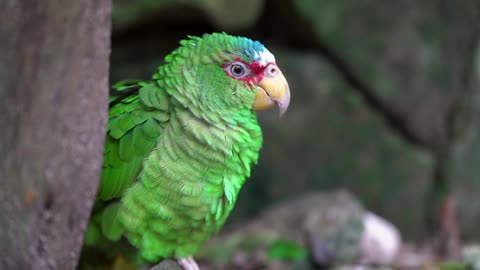 Watch Beautiful Green Parrot.