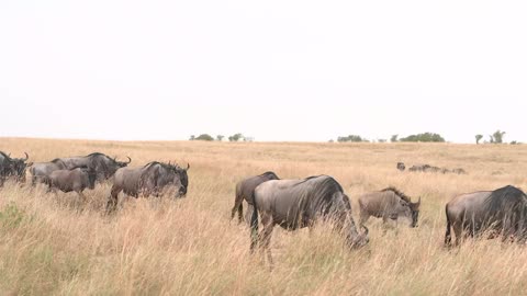 The Great Wildebeest Migration in Kenya Masal Mara 4K HDR