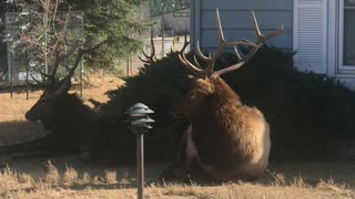 Huge Resting Elk Herd Surrounds Homes