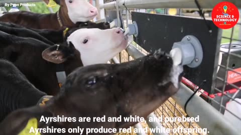 WONDERFUL AYRSHIRE AND SHORTHORN COW DAIRY FARM, MODERN TECHNOLOGY CATTLE FARMING, COW DAIRY FARMING