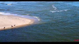 "Positive Environmental Effects of the Murray River Flood on the River Mouth" 2023