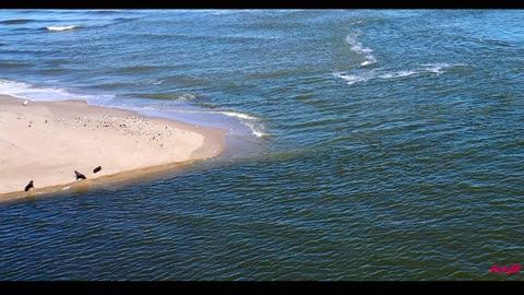 "Positive Environmental Effects of the Murray River Flood on the River Mouth" 2023