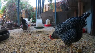 Backyard Chickens Rainy Day Sounds Noises Hens Clucking Roosters Crowing ASMR!