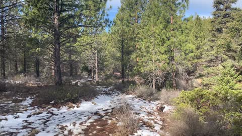 Deschutes National Forest Hiking – Whychus Creek Trail – Central Oregon