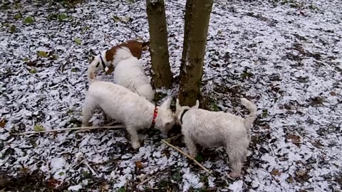 Doggie Diaries #21 - first snow of winter