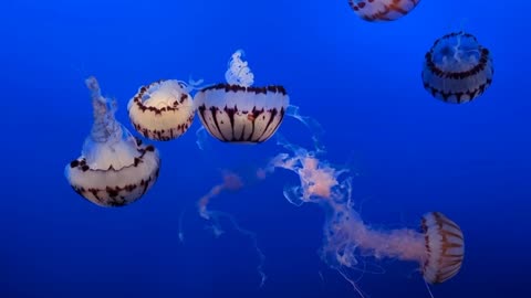 Jellyfish that glows in the dark