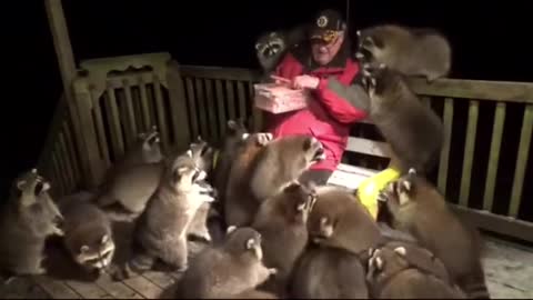 Man feed 30 wild Raccoons