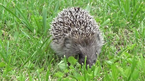 cute hedgehog taking a stroll2