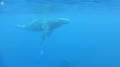 Giant Whale Jumps Out Of Nowhere - Incredibly Close Whale Encounters!-17