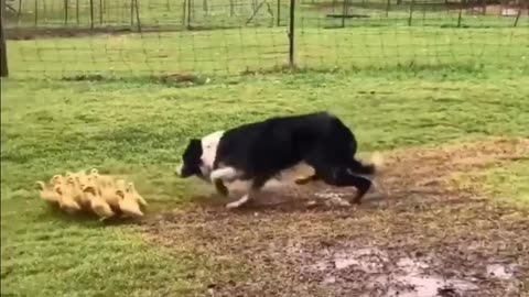 Australian Shepherd at work herding ducks