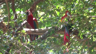 Scarlet Macaws Fighting
