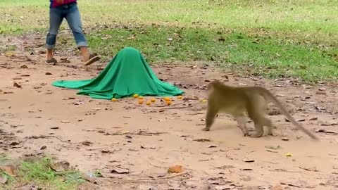 FAKE TIGER PRANK ON MONKEY | DOG PRANK | DOG VS TIGER PRANK | FAKE TIGER PRANK