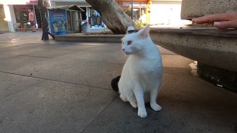 Odd eyed cat has an amazing beauty