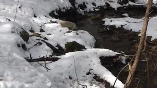 Our frozen beaver dam.