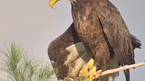 BEAUTIFUL~The majestic Eagle doing his morning stretches!