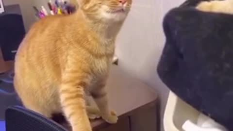 Cat angry moment