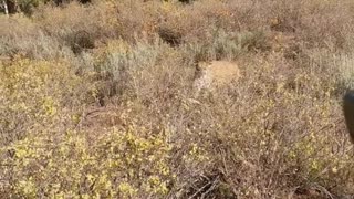 Viral Mountain Lion stalks elk hunter in Idaho Saved by Glock27 warning shots