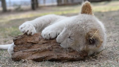 Cutest Lion Cub Even Chewing on wood