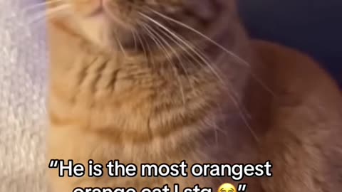 Orange cat behavior! Funny cat videos #funnycats #funnyanimals #funnypets