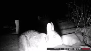 Backyard Trail Cam - Rabbit