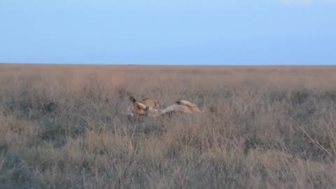 Lioness Chasing a Young Bull Eland Then Catches and Bring Him Down