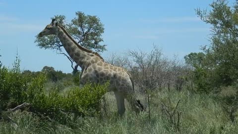 Inside Kruger National Park South Africa