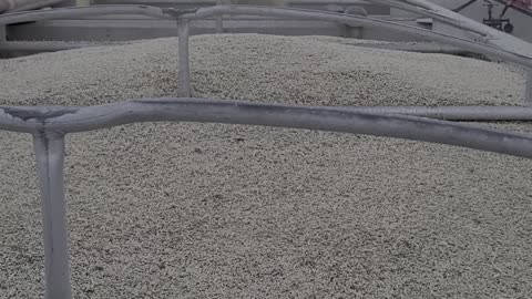 Loading barley on the truck