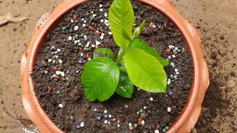 🌱✨ Mastering Guava Propagation: Using Eggs and Aloe Vera for Natural Growth! 🍳🌿 #ASMR #Plants