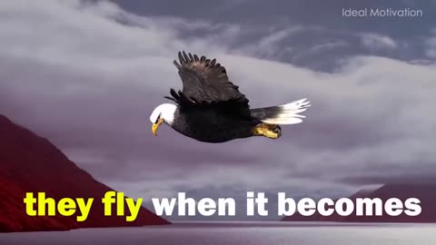 The Eagle 🦅 Mentality -- Best Motivational Video