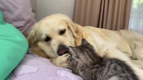 Golden Retriever became a mother for a baby kitten