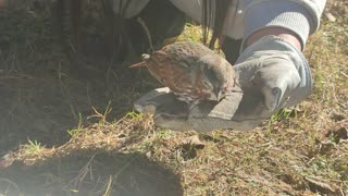 Poor Bird Stunned After Hitting Window