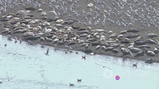 Terns and Tides: Coastal Birds and Their Feeding Frenzy