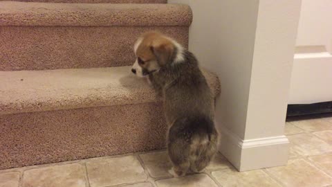 Corgi puppy adorably struggles to climb staircase