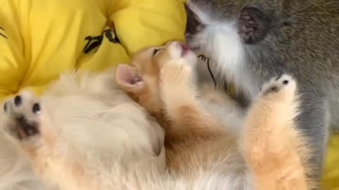 Baby kitten washes the monkey like its own mother.