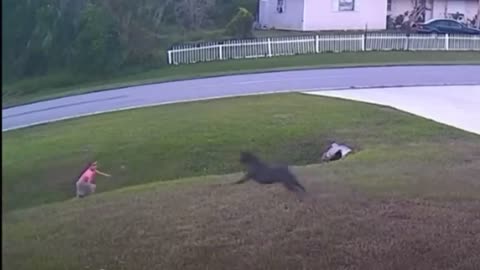 CCTV Shows How German Shepherd protect His Master from Dog Attack