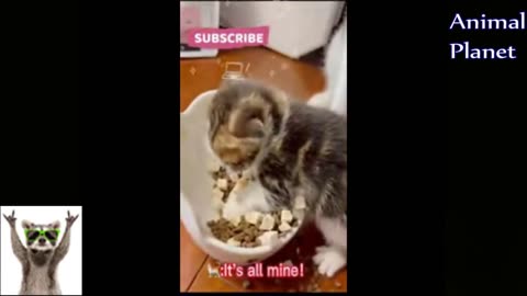 Funniest animal video 2023 Best funny animals cats and dogs