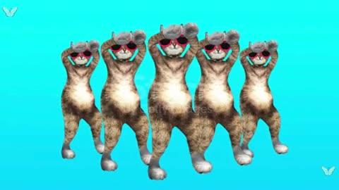 CATS DANCE