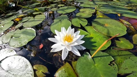 Water Lilies