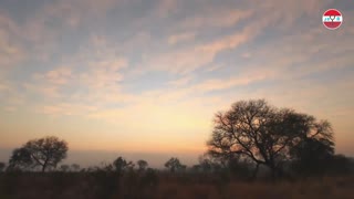 COOL! Eagle Takes Her Child - Leopard Does Unexpected Thing! Leopard Vs Eagle