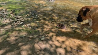We find a baby beaver!