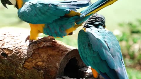 A pair of beautiful parrots is the most beautiful bird in the world